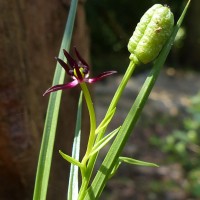 Iphigenia indica (L.) A.Gray ex Kunth